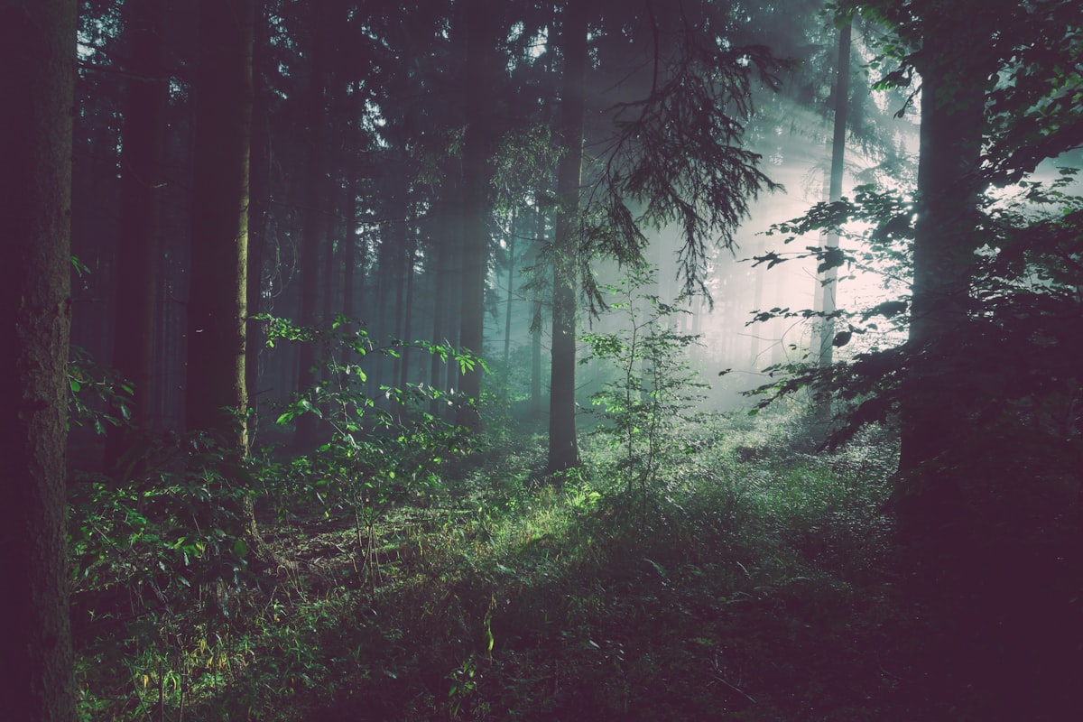 Foggy forest chase frame